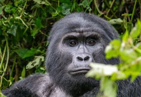 Екскурзия в УГАНДА -  Най-доброто класическо сафари и  среща с дивите горили!