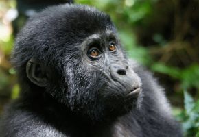 Най-доброто от РУАНДА  - необикновена близка среща с дивите горили, шимпанзета и златни маймуни